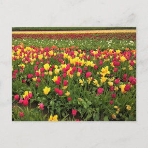 Cartão Postal Tulipas Rosa e Amarelo, Oregon