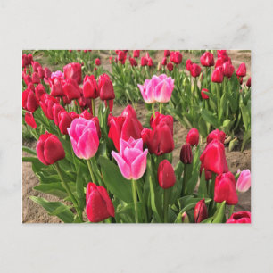 Cartão Postal Tulipas Rosa e Vermelha