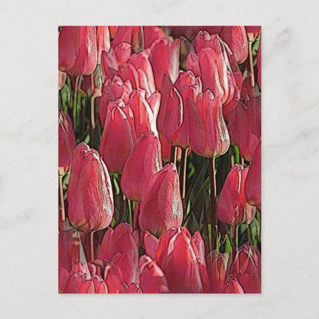 Cartão Postal Tulipas Rosa Floral (Frente)