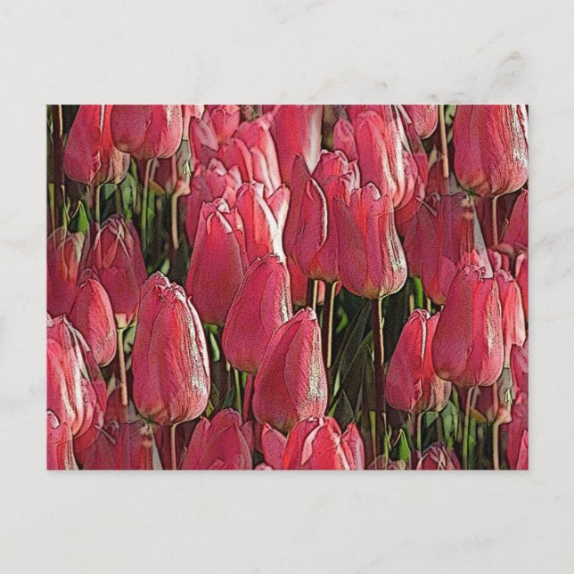 Cartão Postal Tulipas Rosa Floral (Frente)