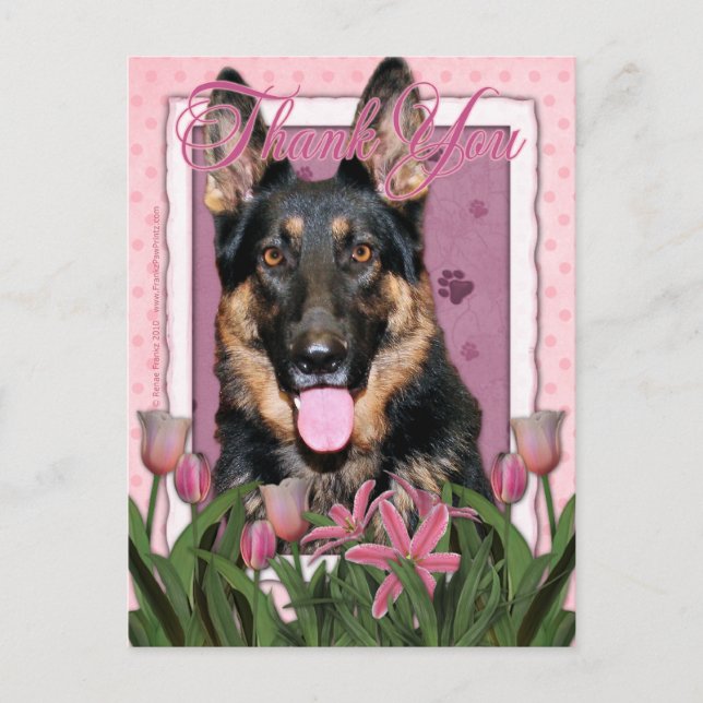 Cartão Postal - Tulipas Rosa - German shepherd - Kuno (Frente)