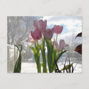 Cartão Postal Tulipas Rosa No Sol De Inverno