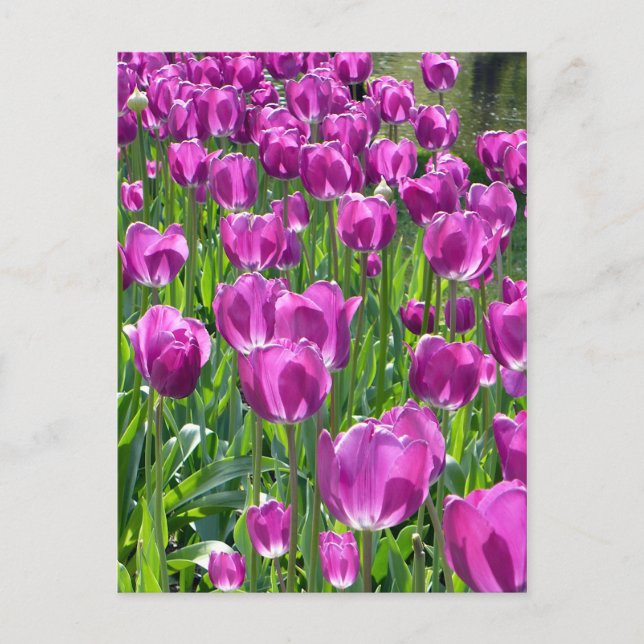 Cartão Postal Tulipas Roxas (Frente)