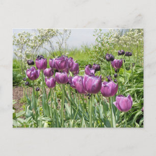 CARTÃO POSTAL TULIPAS ROXAS