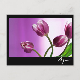 Cartão Postal tulipas roxas