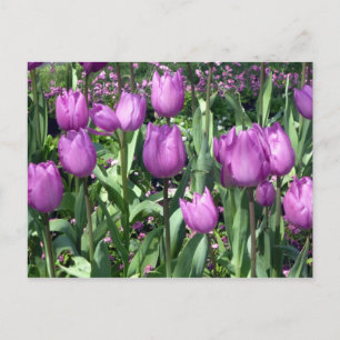 Cartão Postal tulipas roxas