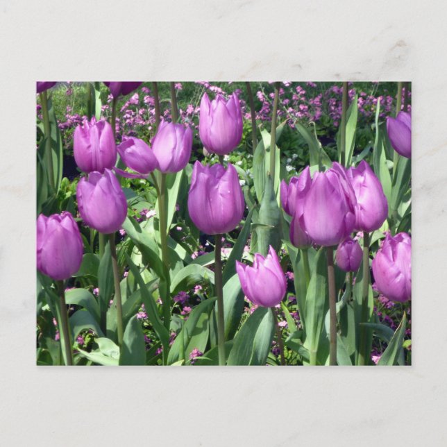 Cartão Postal tulipas roxas (Frente)