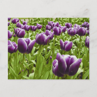 Cartão Postal Tulipas roxas e brancas
