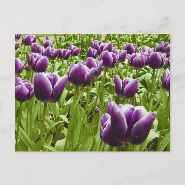 Cartão Postal Tulipas roxas e brancas (Frente)