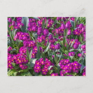 Cartão Postal Tulipas roxas e primroses postais