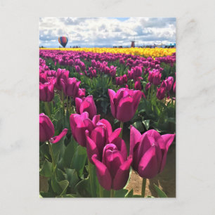 Cartão Postal Tulipas Roxas em um Campo com um Balão de Ar Quent