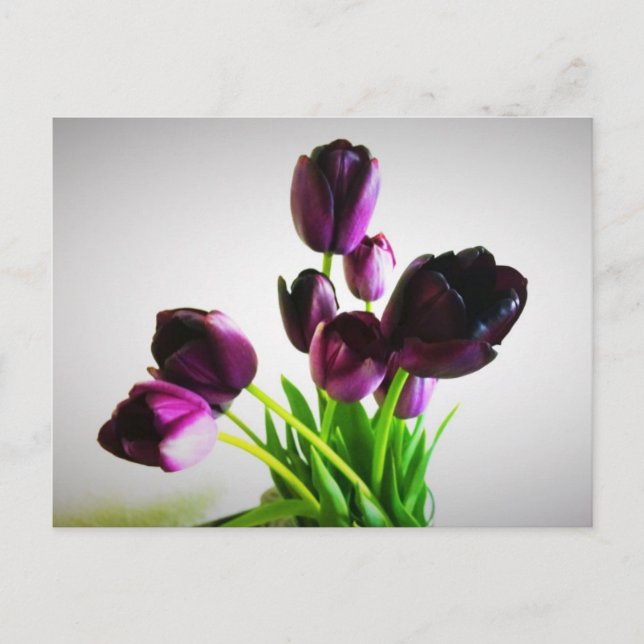 Cartão Postal Tulipas Roxas Escuras (Frente)