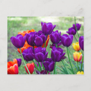 Cartão Postal Tulipas roxas escuras  foto