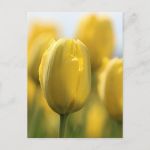 Cartão Postal Tulipas solares