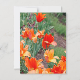 Cartão Postal Tulipas Sunset