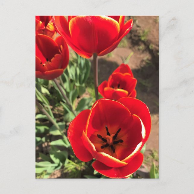 Cartão Postal Tulipas Vermelhas dentro (Frente)