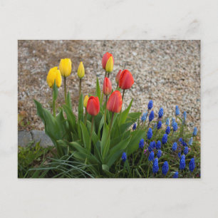 Cartão Postal Tulipas Vermelhas e Amarelas