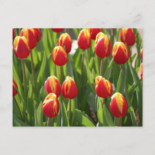 Cartão Postal tulipas vermelhas e amarelas