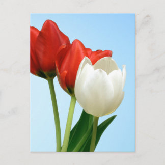 Cartão Postal Tulipas Vermelhas e Brancas
