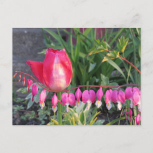 Cartão Postal Tulipas Vermelhas E Flores Cardíacas Sangrantes R