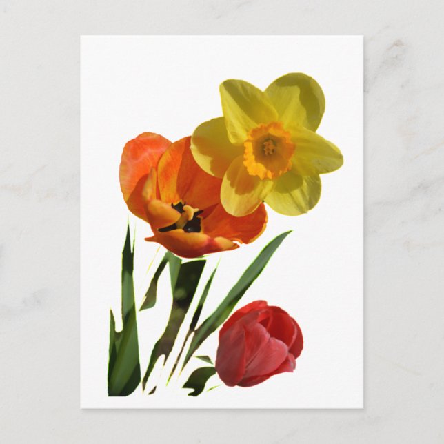 Cartão Postal Tulipas vermelhas e flores de narciso amarelo (Frente)