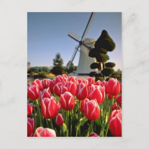 Cartão Postal Tulipas vermelhas e flores para moinhos