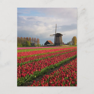 Cartão Postal Tulipas vermelhas e moinho de vento