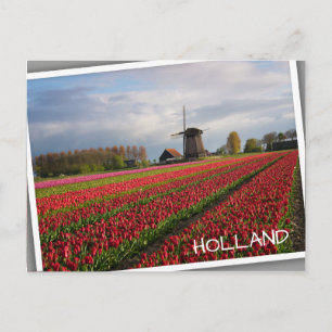 Cartão Postal Tulipas vermelhas e moinho de vento