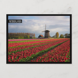Cartão Postal Tulipas vermelhas e moinho de vento