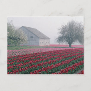 Cartão Postal Tulipas vermelhas e rosadas cumprimentam o dia em