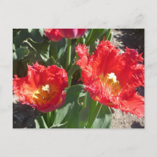 Cartão Postal Tulipas Vermelhas Fechar Cartão-Postal
