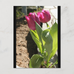 Cartão Postal Tulips da Mãe