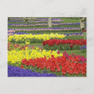 Cartão Postal Tulips, Grape Hyacinth, and Daffodils, 2