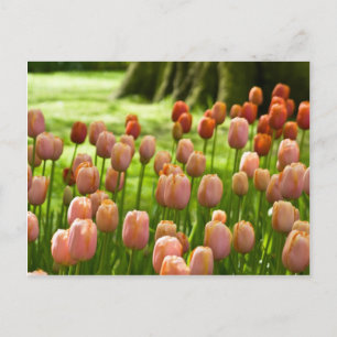Cartão postal Tulips   Tulpen Postkarte