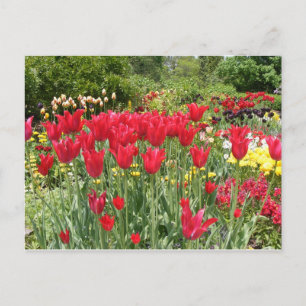 CARTÃO POSTAL TULIPS VERMELHOS