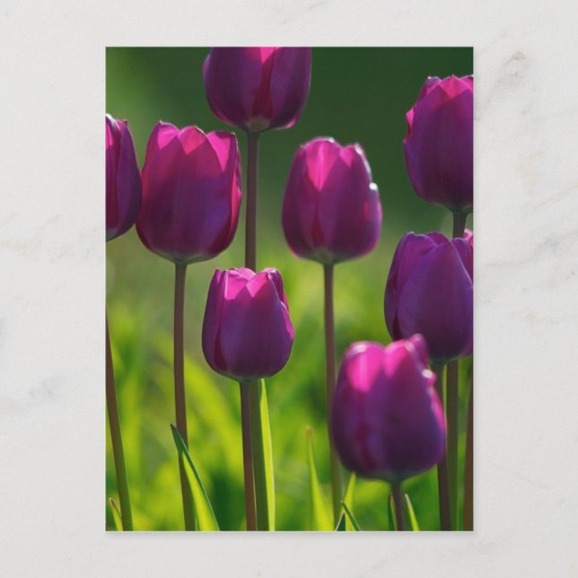 CARTÃO POSTAL TULIPS VIBRANT PURPLE (Frente)