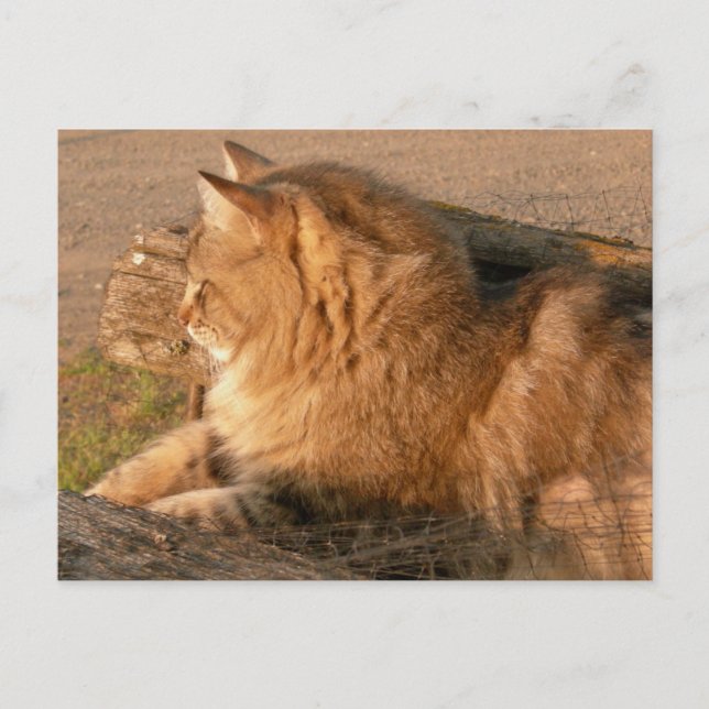 Cartão Postal Tum Tiggle do rum (Frente)