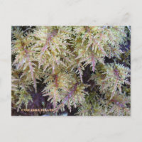 Tundra Moss, Ilha de Unalaska