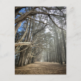 Cartão Postal Túnel Cypress Tree, Califórnia