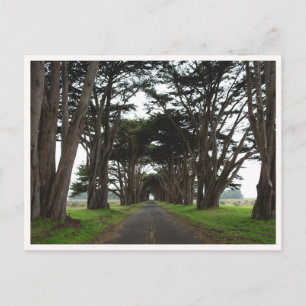 Cartão Postal Túnel de Cipreste Point Reyes Califórnia Foto