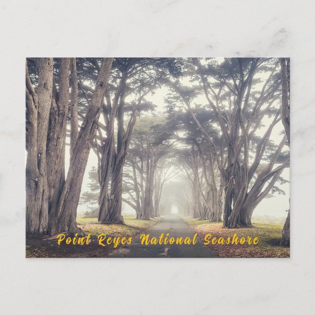 Cartão Postal Túnel de Cypress em Fog (Frente)