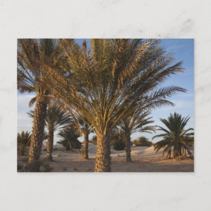Cartão Postal Tunísia, Deserto do Saara, Douz, Grande Duna, palm