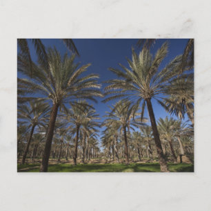Cartão Postal Tunísia, Deserto do Saara, Douz, Zona Turística, 2