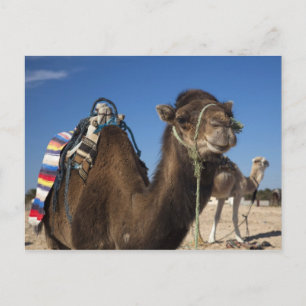 Cartão Postal Tunísia, Deserto do Saara, Douz, Zone Touristique,
