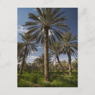 Cartão Postal Tunisia, Ksour Area, Ksar Ghilane, date palm 2