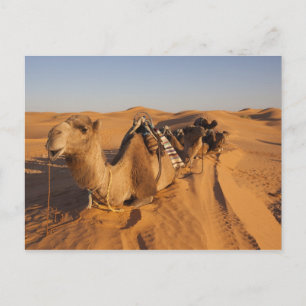 Cartão Postal Tunísia, Zona de Ksour, Ksar Ghilane, Grand Erg 5