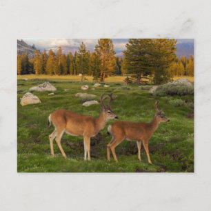 Cartão Postal Tuolumne Meadow, Yosemite