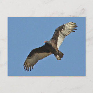 Cartão Postal Turca Abutre Soar
