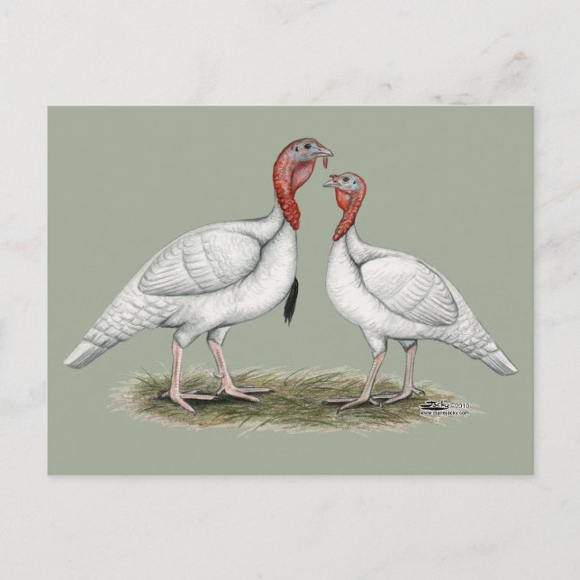 Cartão Postal Turca Mini Brancos (Frente)