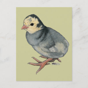 Cartão Postal Turca Poult Blue Slate